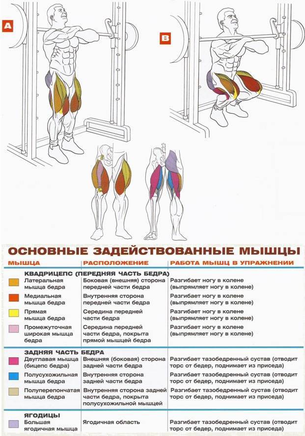 Упражнения для развития квадрицепса в домашних условиях и тренажерном зале