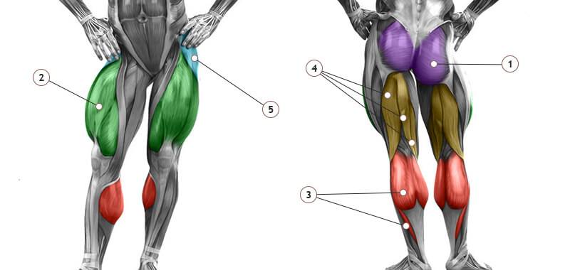 Четырехглавая мышца бедра: анатомия, функции, что такое и где находится квадрицепс. анатомия мышц ног медиальная головка квадрицепса