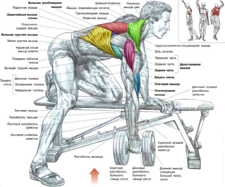 Тренировка мышц спины