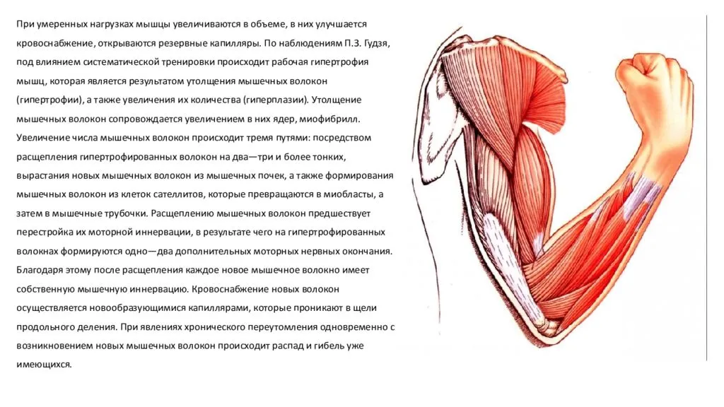 Фитнес-мифы: удивлять мышцы на каждой тренировке - fitlabs / ирина брехт