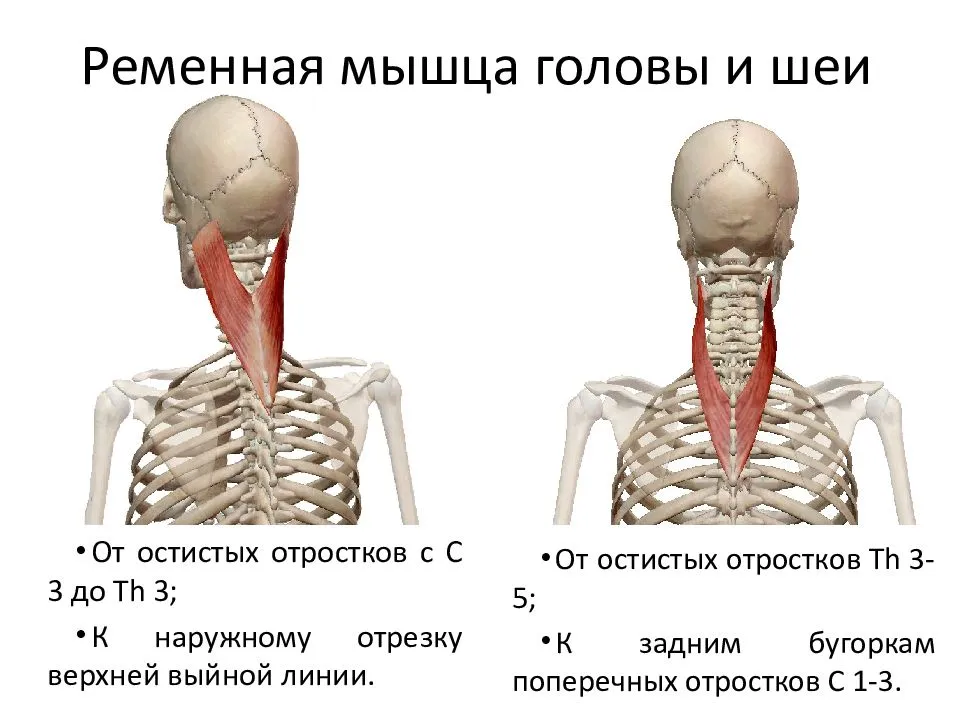 Полуостистая мышца