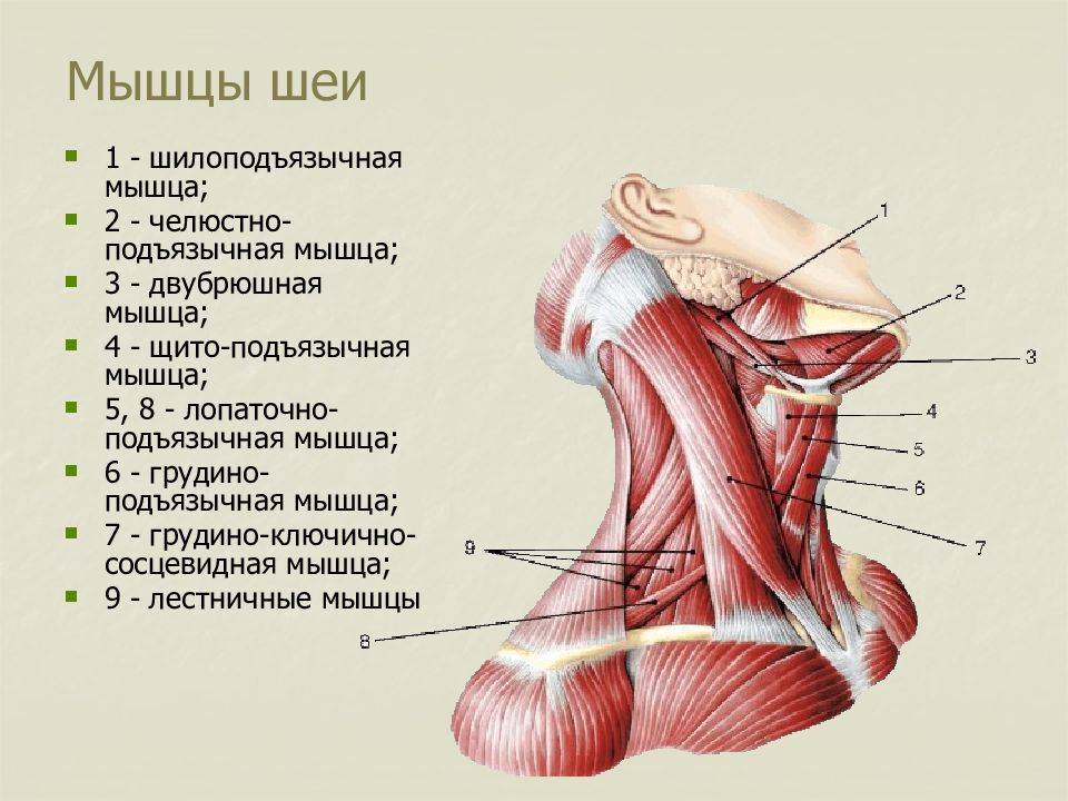 Мышцы шеи: грудино-ключично-сосцевидная мышца и другие, лучшие упражнения для укрепления