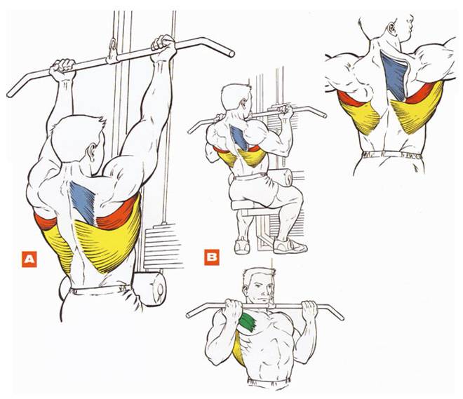 Как накачать широчайшие мышцы спины,  как сделать широкую спину и развить крылья -  sportobzor.ru