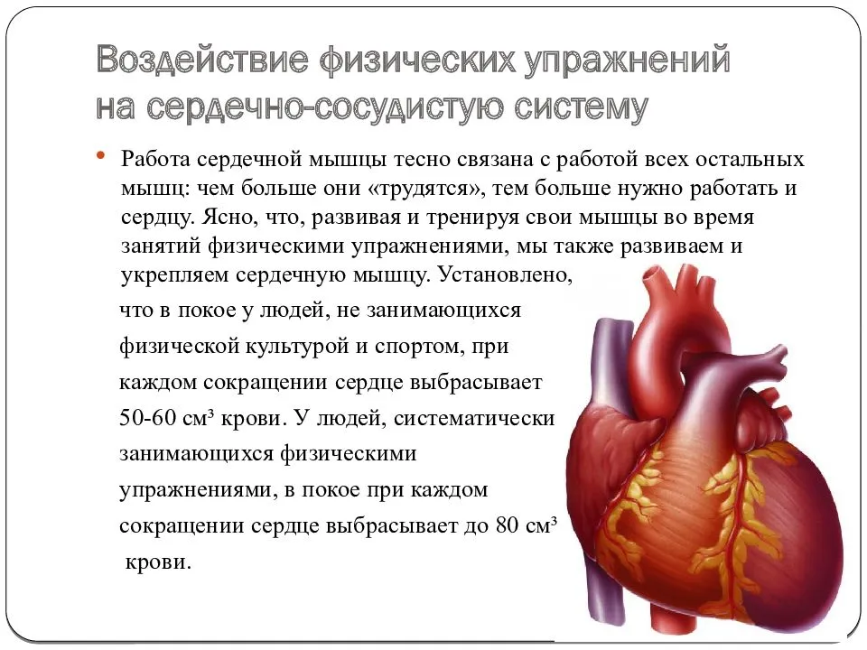 Тренированность сердца. Влияние физических упражнений на систему кровообращения. Влияние физ упражнений на сердечно-сосудистую систему. Влияние физических нагрузок на сердечно-сосудистую систему. Влияние физ нагрузок на сердечно сосудистую систему.