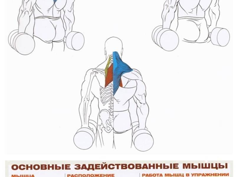 Как накачать трапецию: эффективная тренировка трапециевидной мышцы