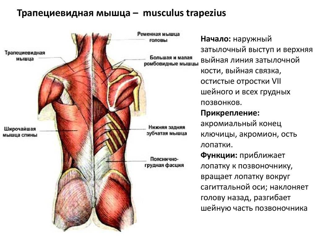 Анатомия глубоких и поверхностных мышц спины человека
