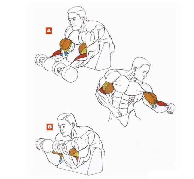9 лучших тренировок для мышц рук для девушек и мужчин