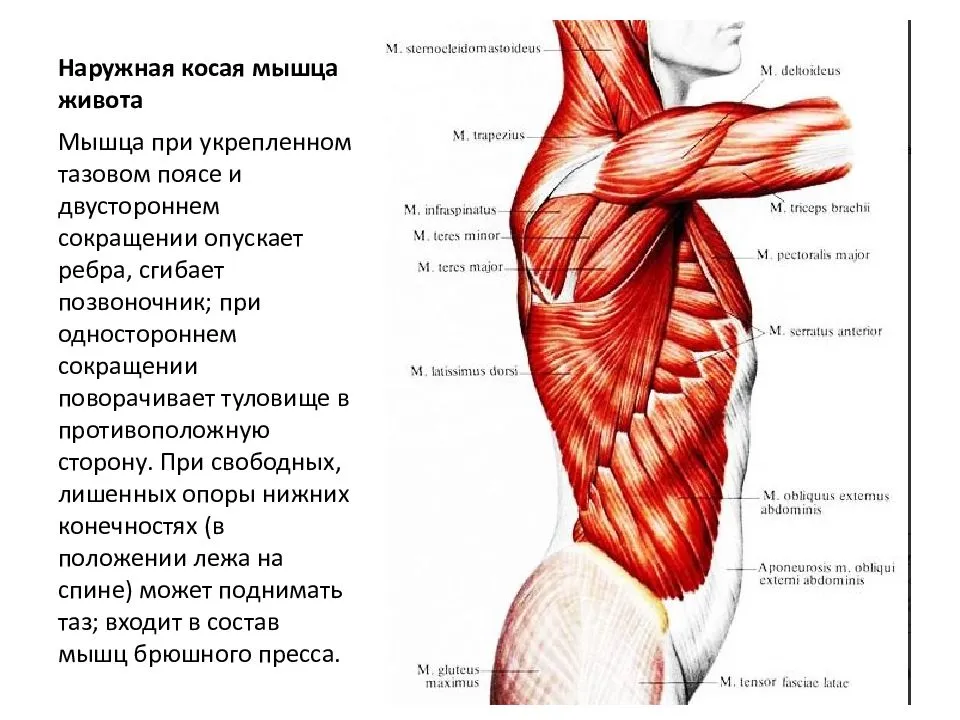 Прямая мышца где. Крепление наружной косой мышцы живота. Сухожилие наружной косой мышцы живота функция. Функции мышц передней-боковой поверхности живота. Наружная косая мышца живота функции.