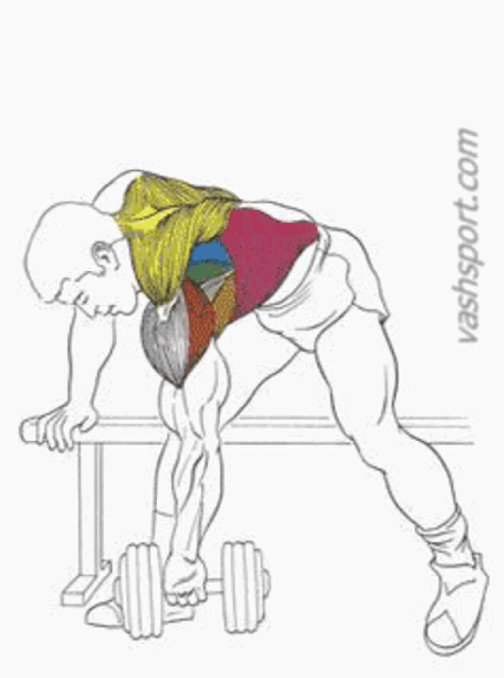 Быстрый рост мышц: как накачать широкую спину?