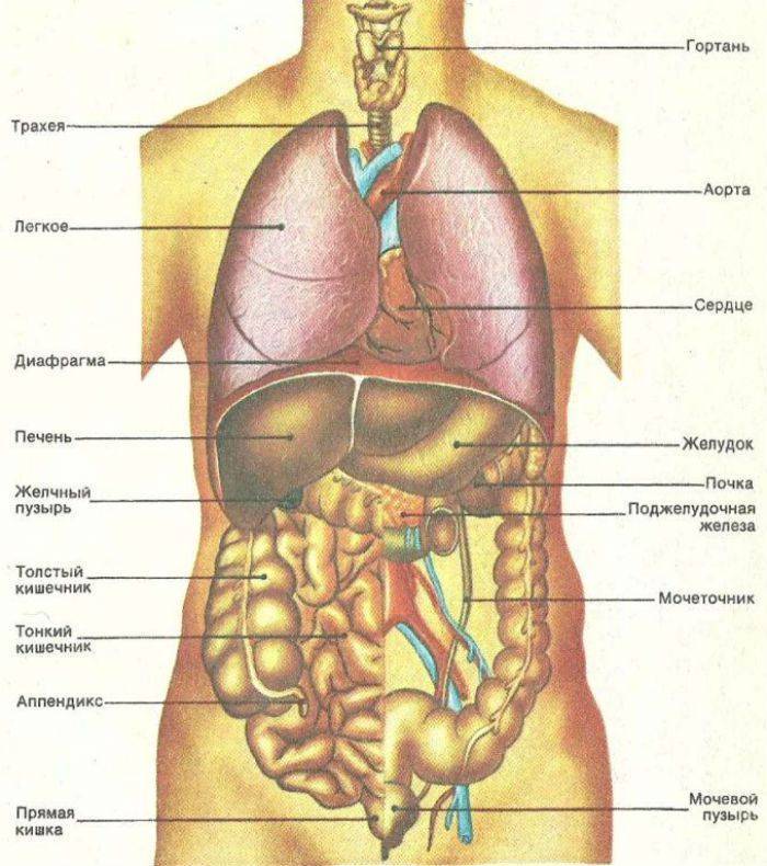 Правила ухода за пупочной ранкой | nutrilak