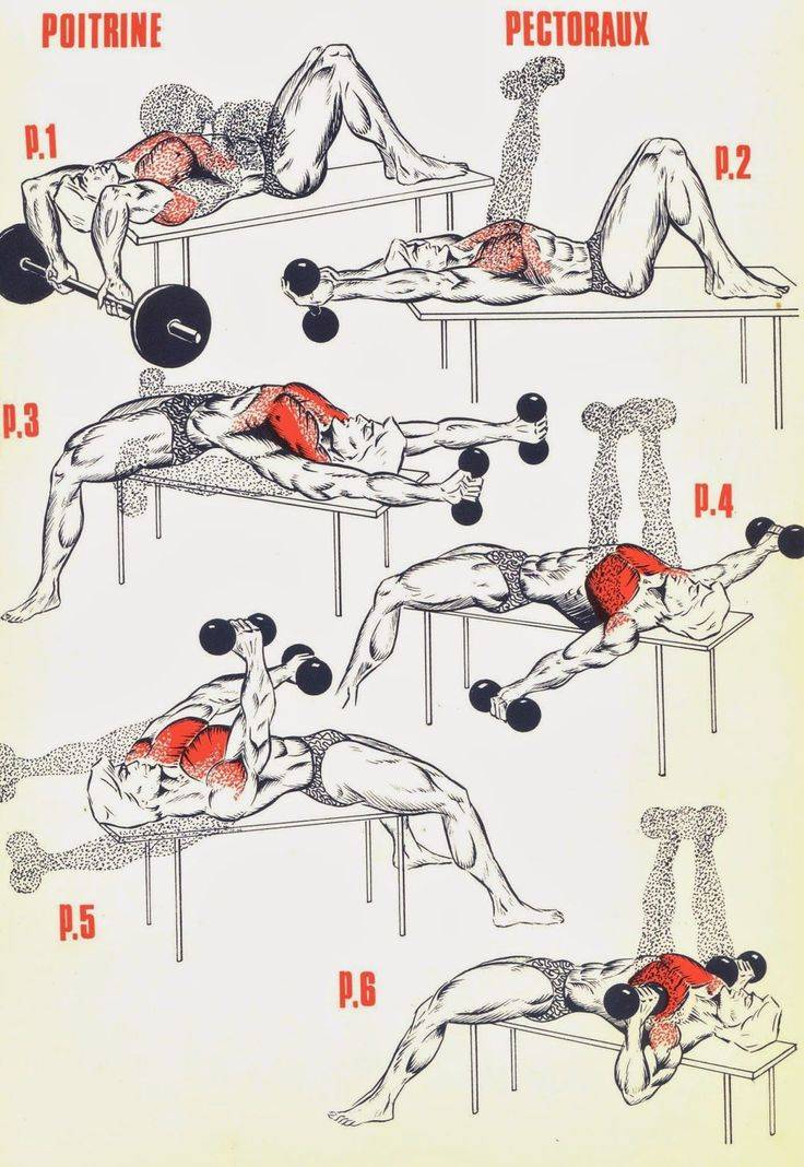 Лучшие упражнения для грудных мышц