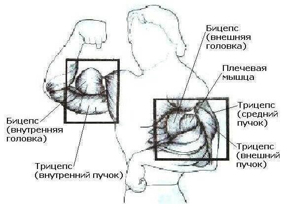 Разрыв дистального сухожилия двуглавой мышцы плеча