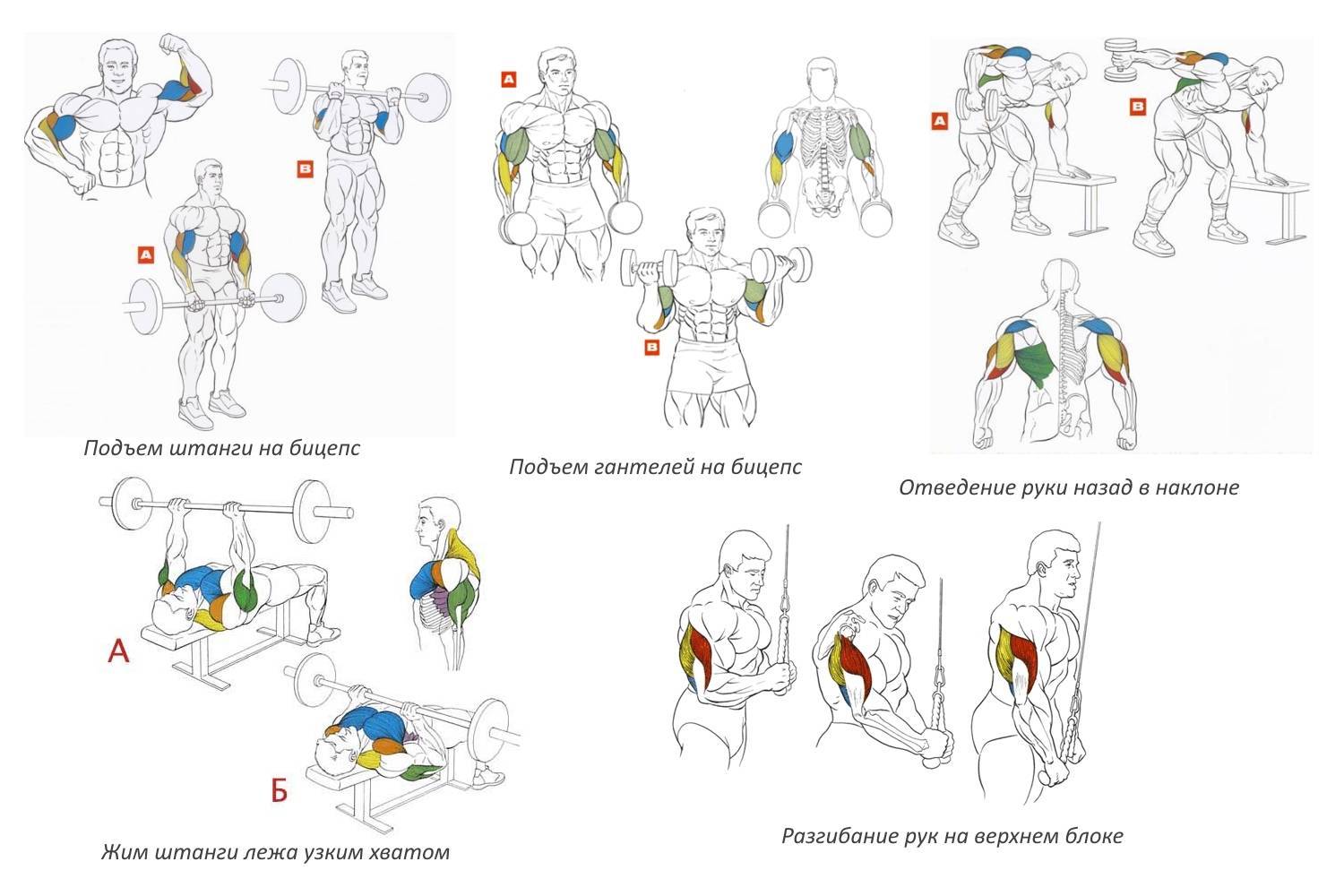 Тренировка мышц груди: суперсеты на массу и рельеф