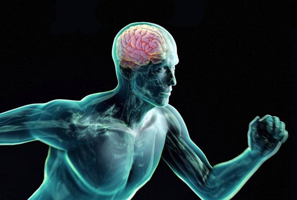 Нейромышечная связь мышц с мозгом — что это? как развить и улучшить?
