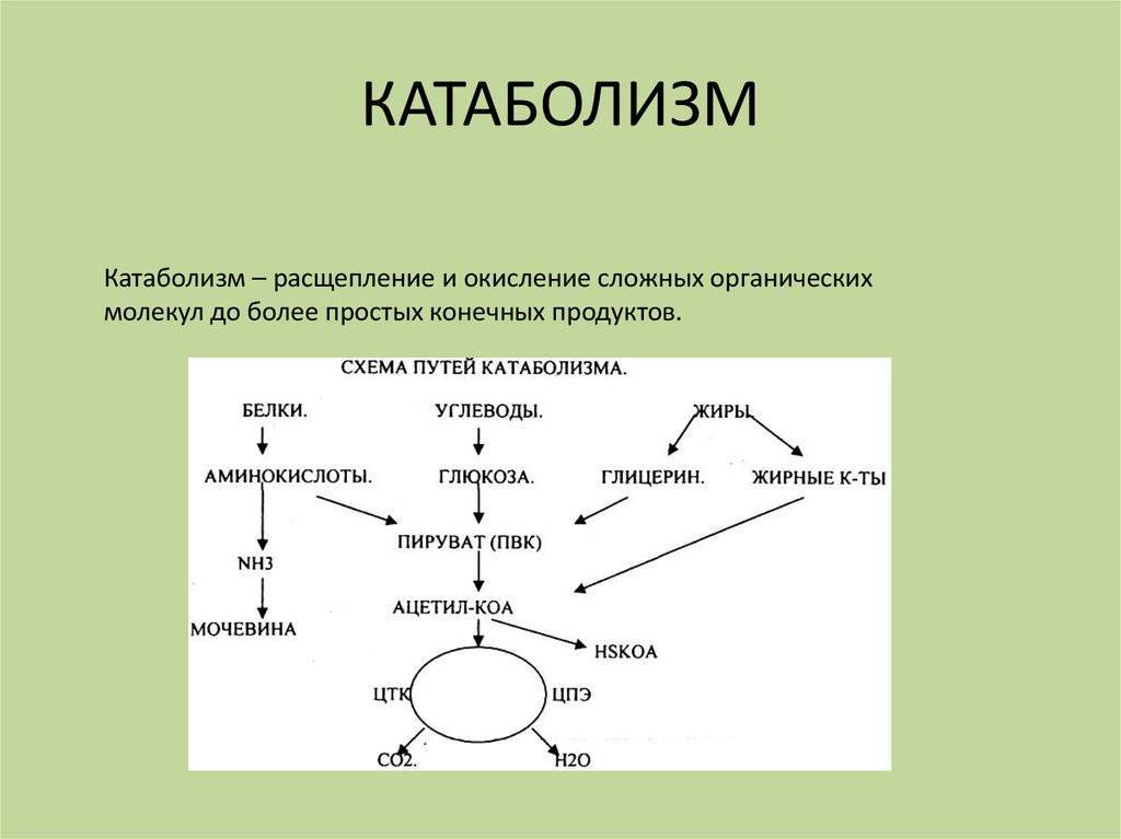 Анаболизм и катаболизм - этапы и взаимосвязь, как происходит энергетический обмен в организме