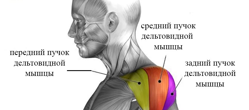 Передний пучок дельтовидной мышцы. Задний пучок дельтовидной мышцы. Пучки дельтовидной мышцы анатомия. Средний пучок дельтовидной мышцы.