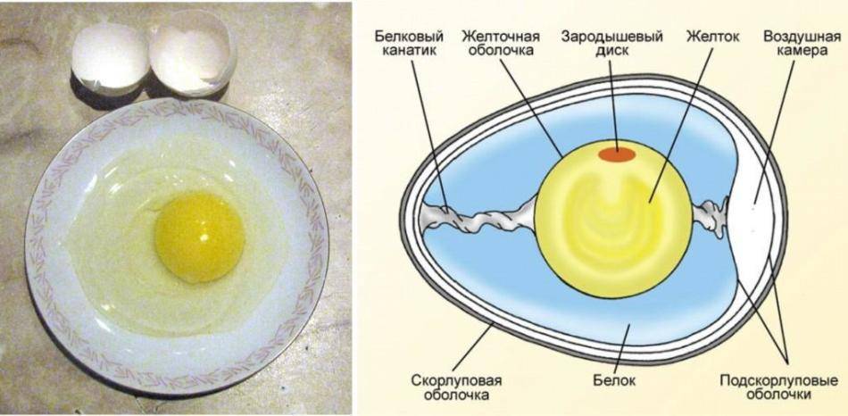 Почему в курином яйце кровь и можно ли его употреблять