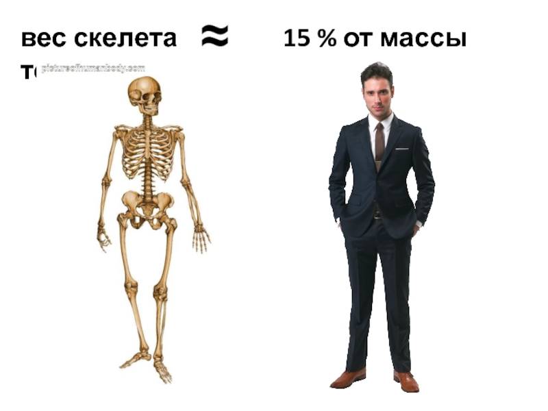 Сколько весит скелет человека