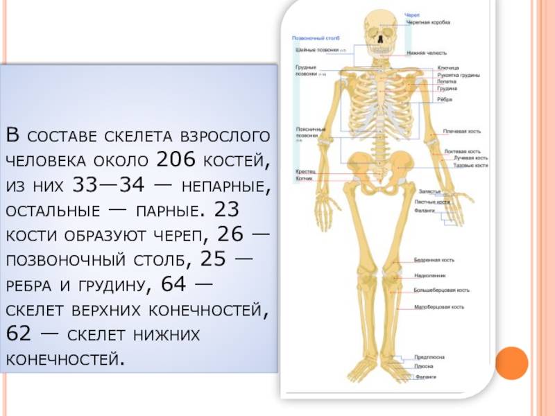 Сколько весит скелет человека, сколько костей в теле человека