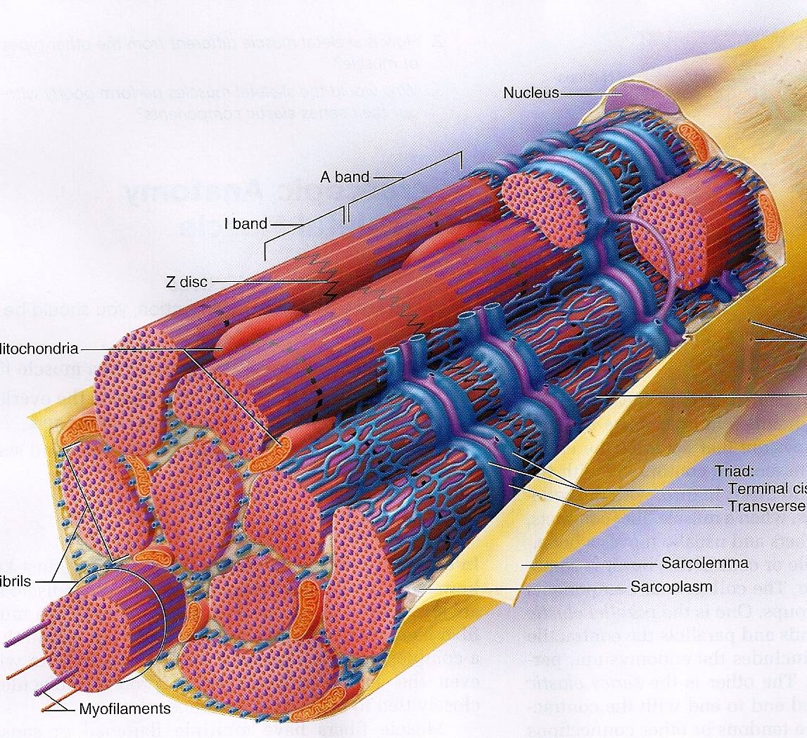 Тренировка по типы мышечных волокон: мнение ученых