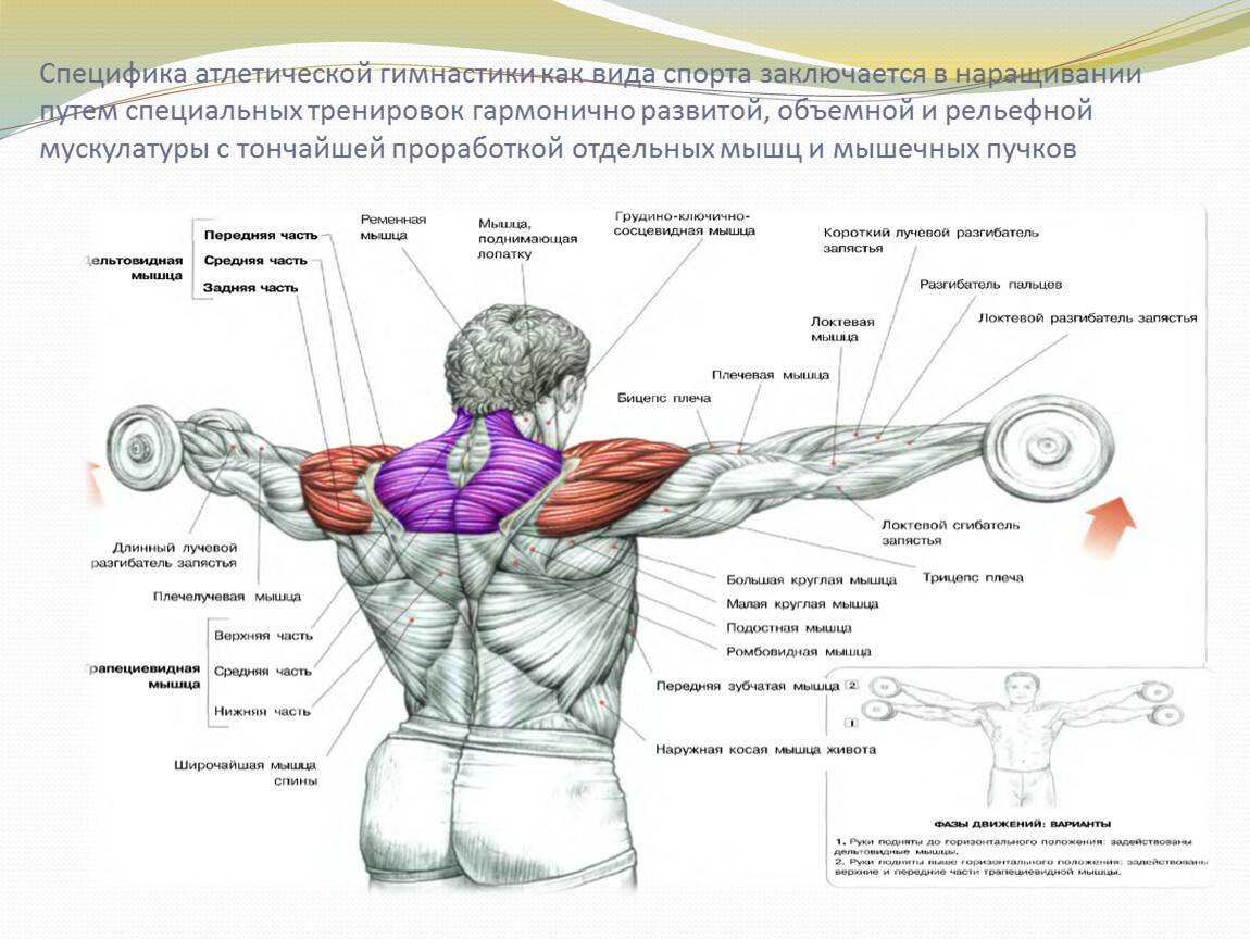 Развитие группы мышц. Упражнения на группы мышц. Базовые упражнения на грудные мышцы. Группы мышц для тренировок. Атлетическая гимнастика мышцы.