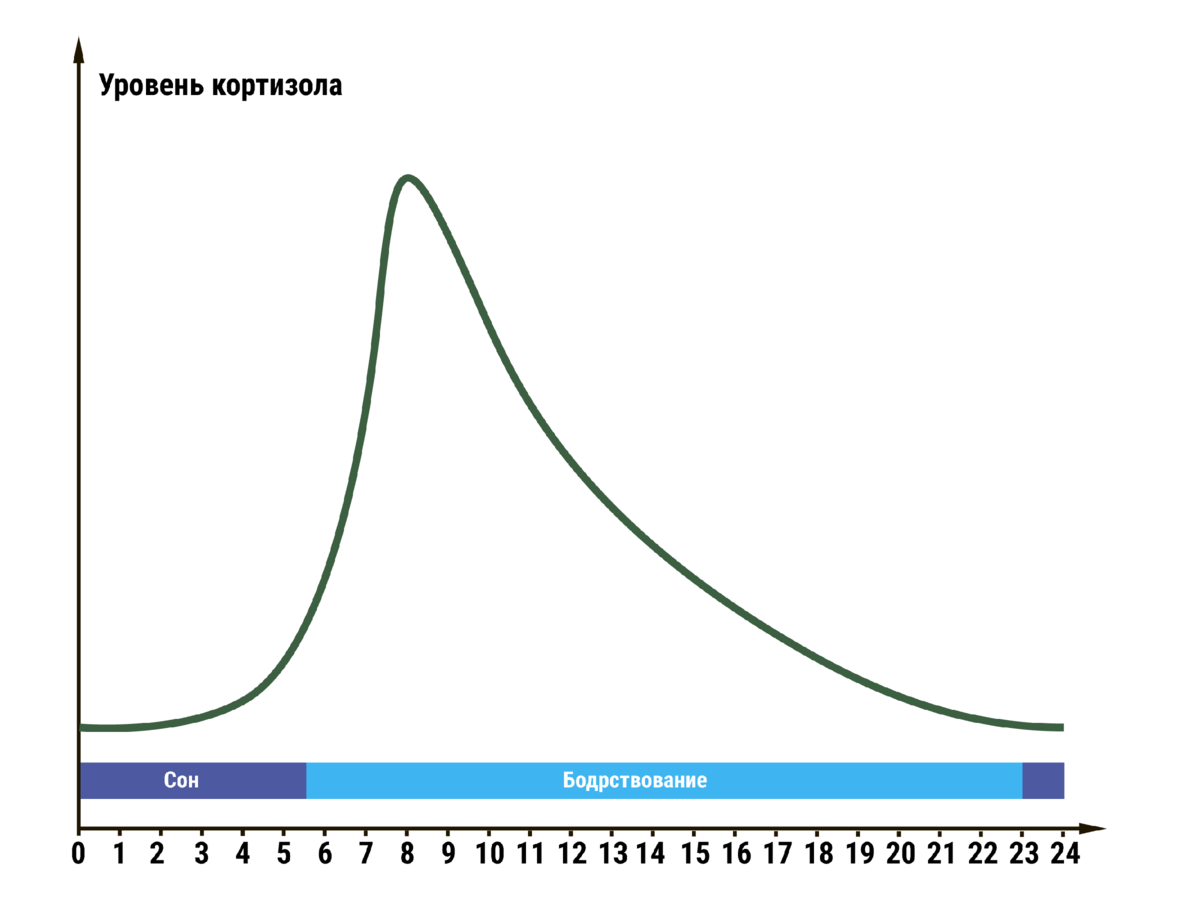 Повышенный уровень кортизола. Суточный кортизол выработка. Ритм секреции кортизола. Суточные колебания тестостерона. Уровень кортизола в крови в течение суток.
