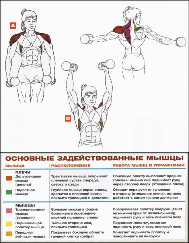 Топ-10 упражнений для плеч на турнике и брусьях + программа тренировки