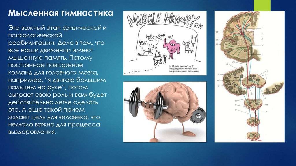 Учебное пособие "биомеханика мышц"
учебное пособие "биомеханика мышц"