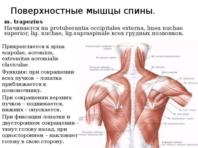 Схема мышц спины человека