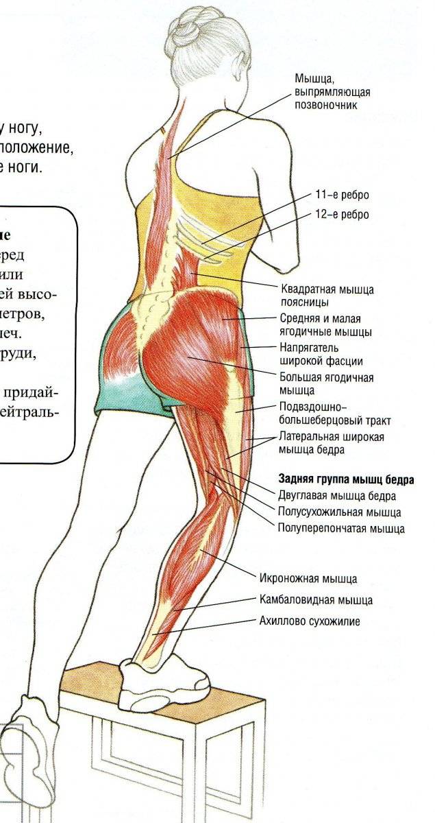 Поясница бедра. Ягодичные мышцы анатомия строение. Большая средняя и малая ягодичные мышцы. Упражнения на среднюю ягодичную мышцу. Средняя ягодичная мышца анатомия.