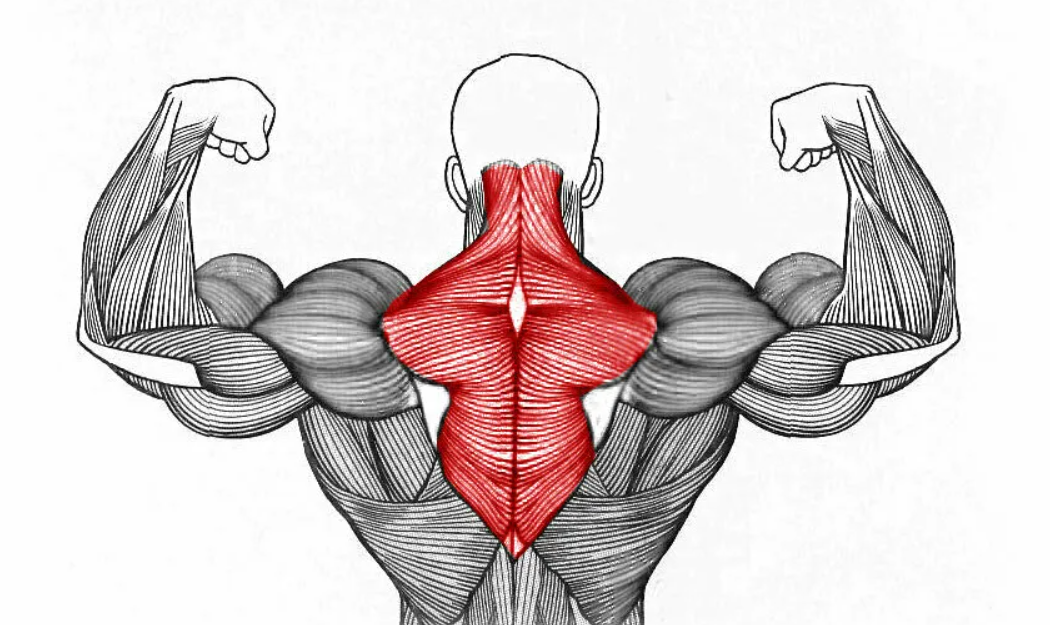 Трапециевидная мышца спины анатомия. Анатомия, трапецеви трапециевидная мышца. Ромбовидная анатомия. Ромбовидная мышца анатомия.