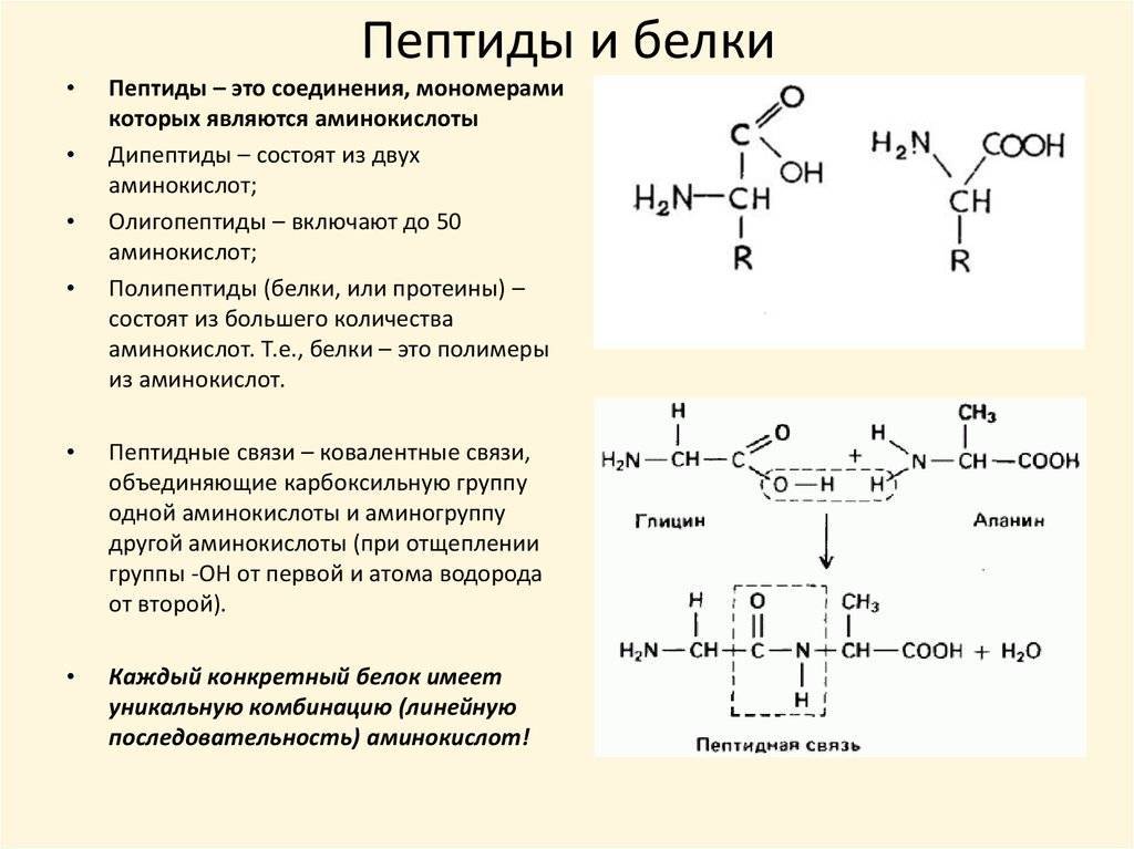 Аминокислоты для врача и пациента: почему они так важны | портал 1nep.ru