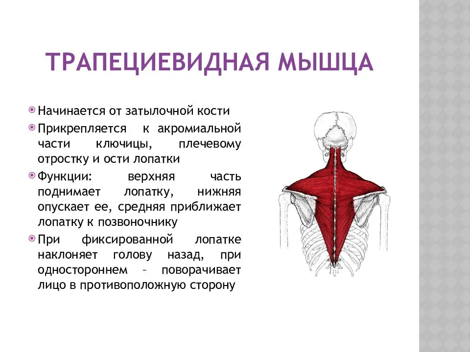 Мышцы спины: анатомия, функции в позвоночнике (трапециевидные, глубокие, выпрямляющие)