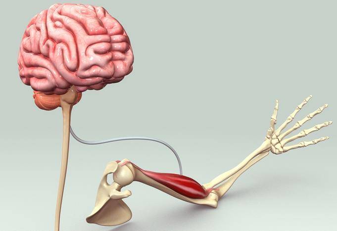 Мышечный мозг. Связь мозга и мышц. Мышцы головного мозга. Мозг это мышца. Мышечная связь с мозгом.