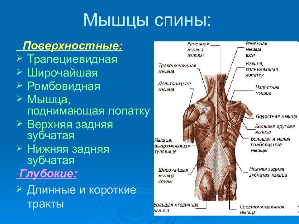 Анатомия мышц спины