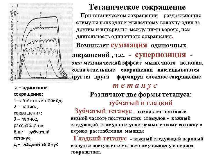 Как растут мышцы - мышечная гипертрофия :: polismed.com
