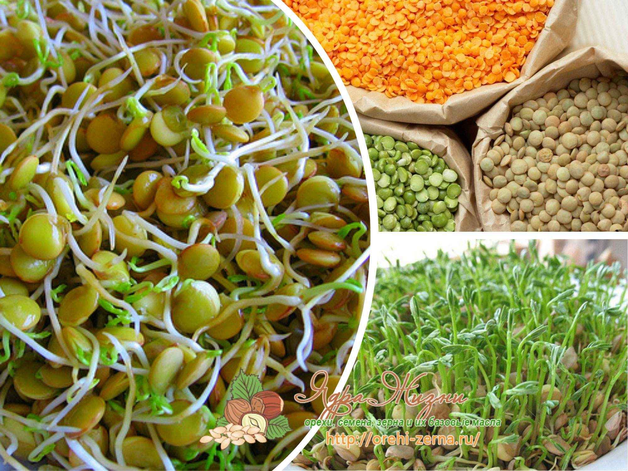 Плюсы и минусы гмо продуктов