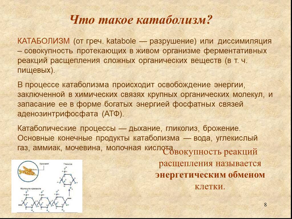 Метаболизм, анаболизм и катаболизм: за счёт чего проходят эти процессы