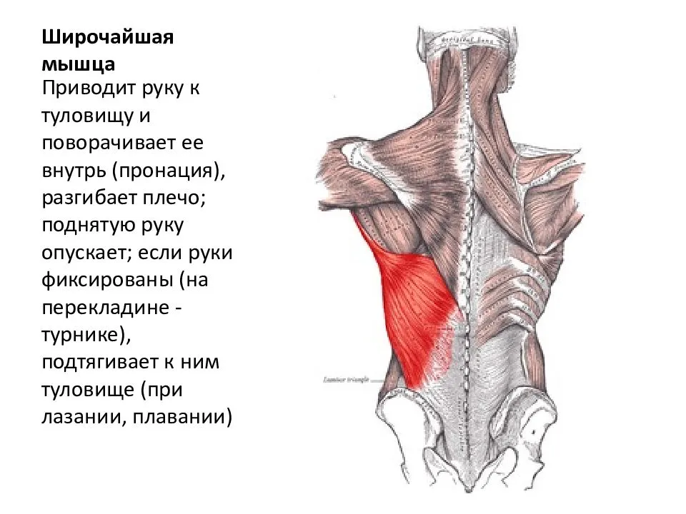 Широчайшая мышца спины человека | анатомия широчайшей мышцы спины, строение, функции, картинки на eurolab