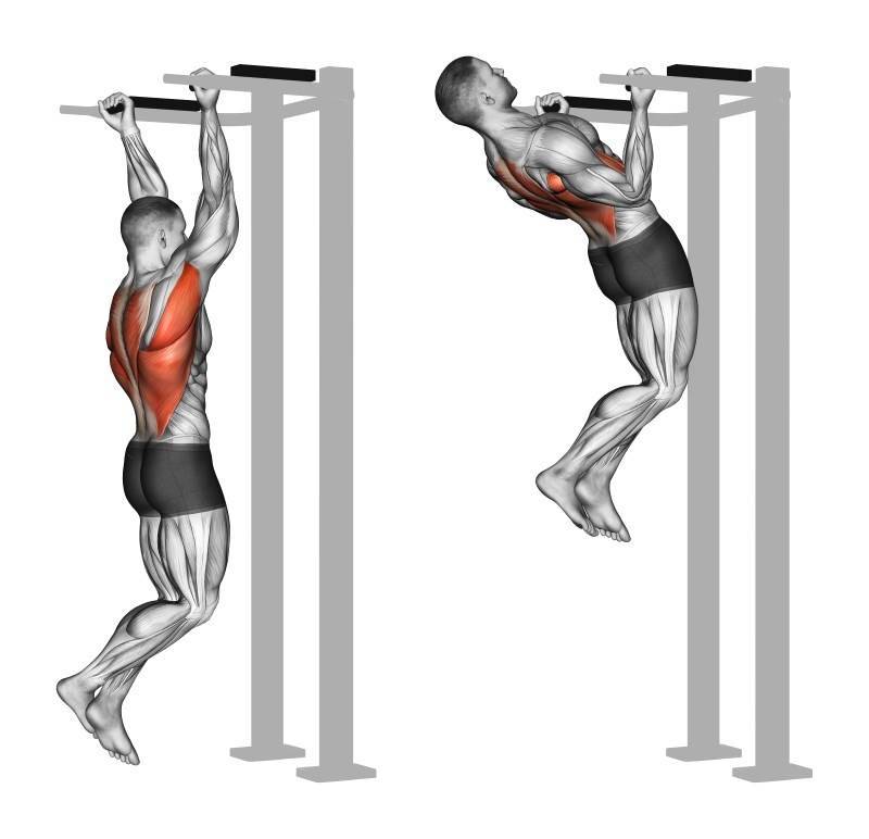 Широчайшая мышца: функции и упражнения для накачки крыльев спины