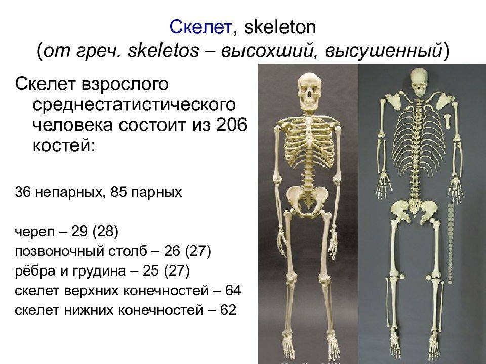 Сколько весит скелет человека: тяжелые кости и плотность