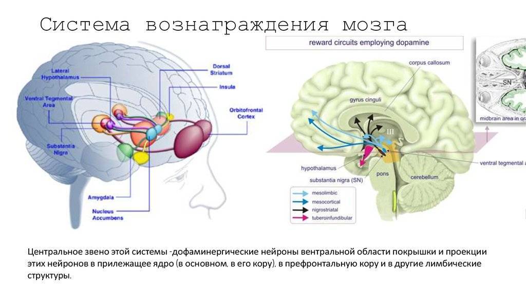 Что такое нейромышечная ментальная связь мозг-мышцы