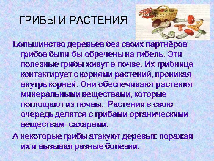 «чудо-волокно»: мифы и реальная польза