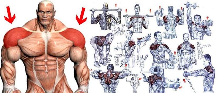 5 программ тренировки плеч на массу: лучшие комплексы упражнений на плечи в тренажерном зале для мужчин на массу