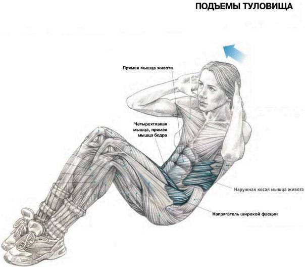 Косые мышцы живота боковая планка