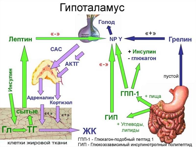 Анализ на гормоны надпочечников