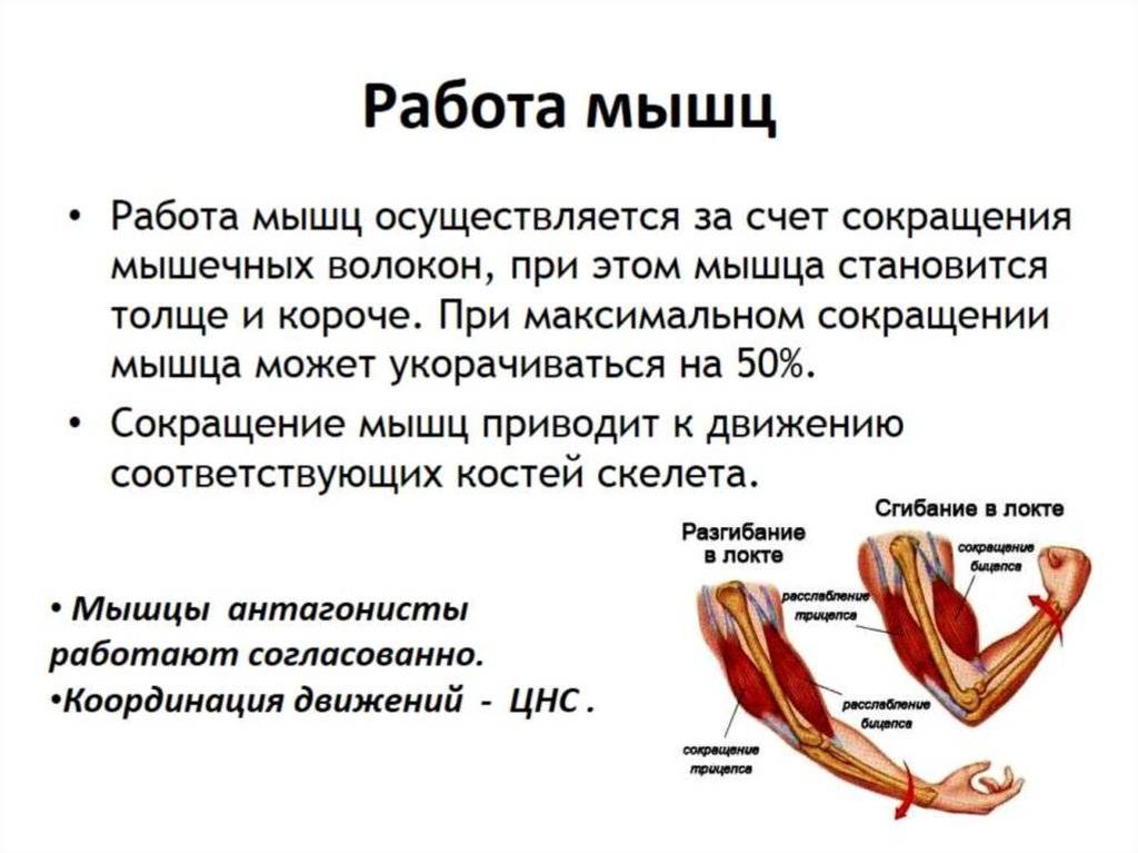 Как растут мышцы - мышечная гипертрофия