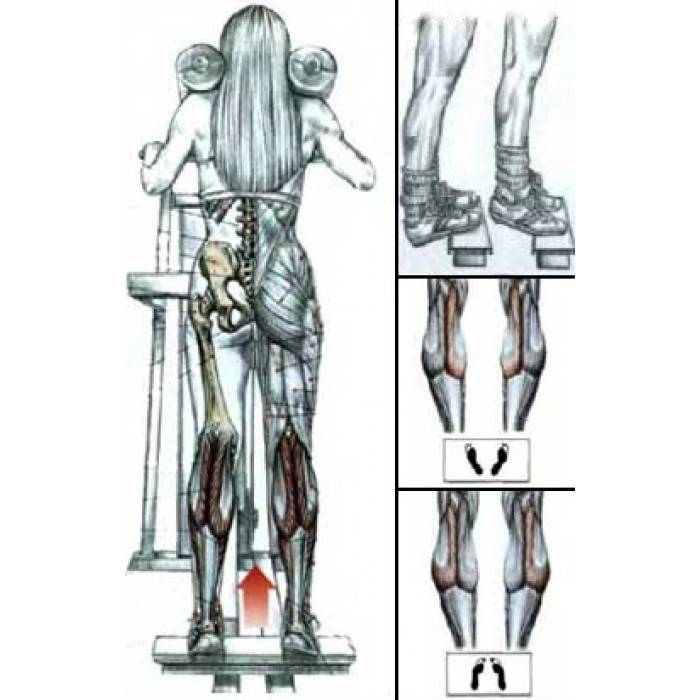 Тренажеры для икроножных мышц в тренажерном зале