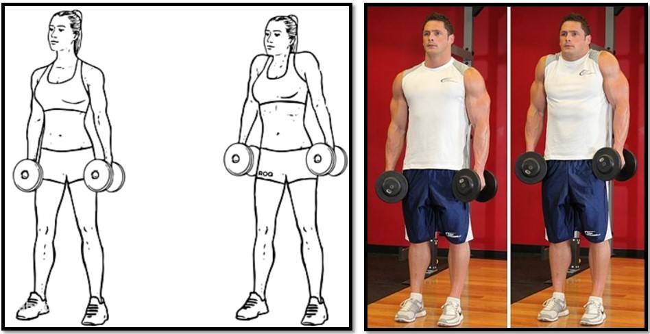 Трапециевидная мышца — стратегия тренировок и лучшие упражнения