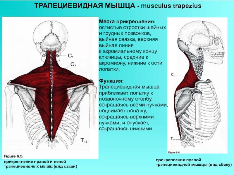 Трапециевидная мышца —  анатомия, биомеханика и лучшие упражнения